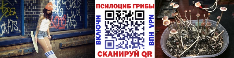 Псилоцибиновые грибы Psilocybe  Волоколамск 